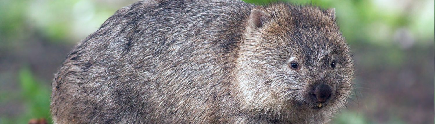 Robert the Wombat